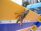 DSCN1285.jpg